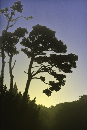 Foggy Morning on Monterey Peninsula - Background Ater